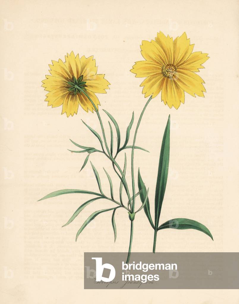 Coreopsis has large flowers, says maiden's eye - large-flowered coreopsis, Coreopsis grandiflora. Handcoloured zincograph by C. Chabot drawn by Miss M. A. Burnett from her “” Plantae Utiliores: or Illustrations of Useful Plants,”” Whittaker, London, 1842. Miss Burnett drew the botanical illustrations, but the text was chiefly by her late brother, British botanist Gilbert Thomas Burnett (1800-1835).