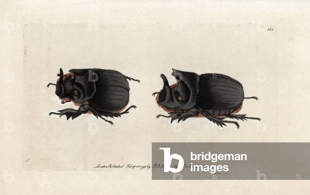 Midas. Signed illustration S (George Shaw). Copper engraving by Frederick Polydor Nodder (1751-1801), for the naturalist collection, published in 1793 by George Shaw.
