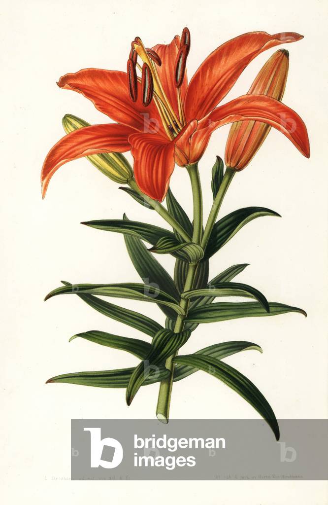 Sukashiyuri lily, Lilium maculatum (Lilium venustum). Handcoloured lithograph by L. Stroobant from Louis van Houtte and Charles Lemaire's Flowers of the Gardens and Hothouses of Europe, Flore des Serres et des Jardins de l'Europe, Ghent, Belgium, 1851.
