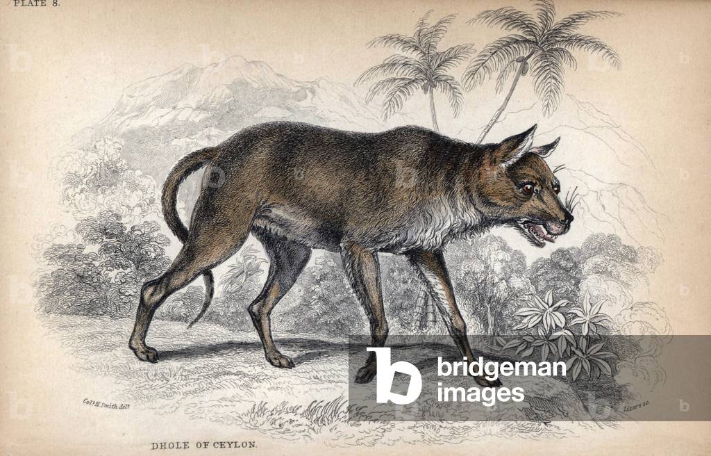 Ceylon's Dhole, Chryseus ceylonicus (Cuon alpinus?) - Lithograph by Colonel Charles Hamilton Smith to illustrate Sir William Jardine's Naturalist Library: Dogs, W. H Lizars edition, Edinburgh, Scotland, 1839