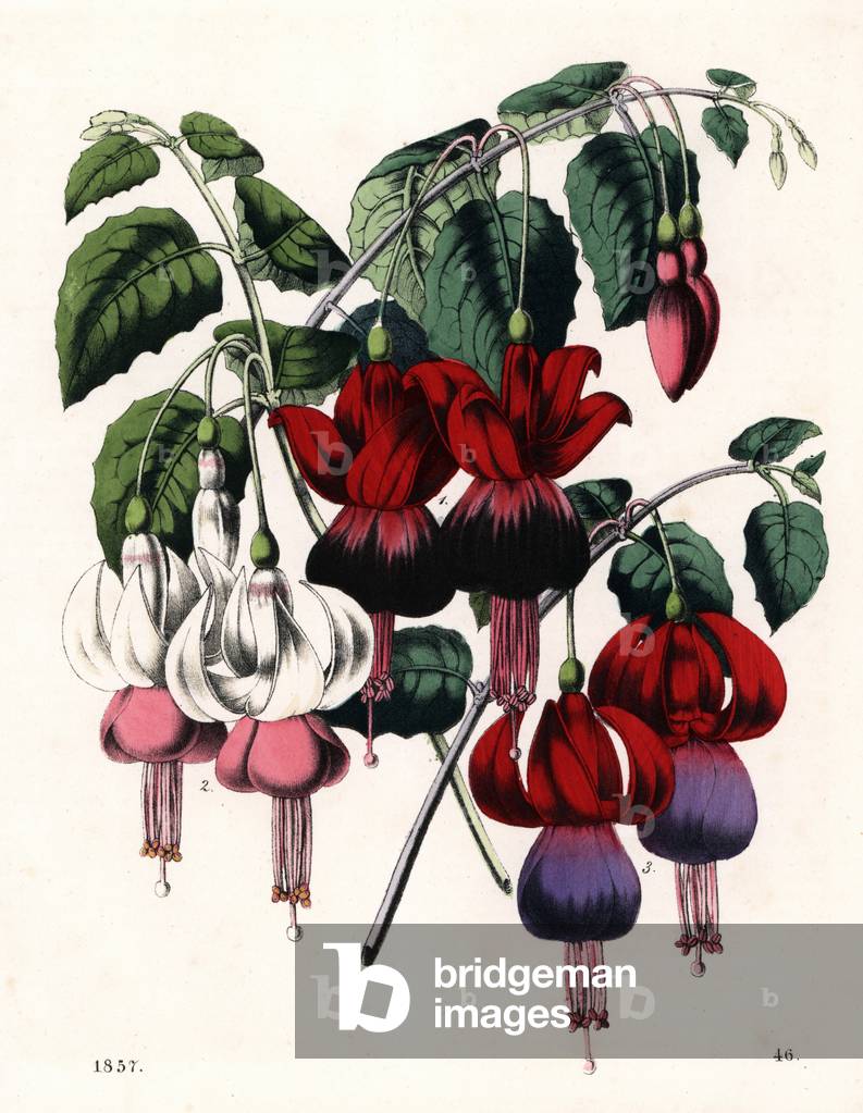 Fuchsia hybrids: North Star 1, the Fair Oriana 2, and Chiswick Souvenir 3. Handcoloured lithograph from Carl Hoffmann's Book of the World, Stuttgart, 1857.