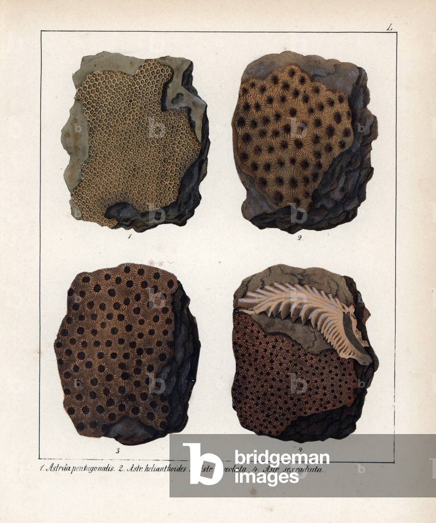 Fossils: Astraea pentagonalis, A. helianthoides, A. alveolata, A. sexradiata. Lithographie in Petrefactenbuch (Book of Petrification) by Dr. F.A.Schmidt, published in Stuttgart (Germany) in 1855 by Verlag von Krais and Hoffmann.