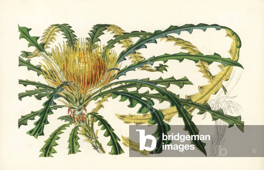 Golden dryandra, Dryandra nobilis. Handcoloured lithograph from Louis van Houtte and Charles Lemaire's Flowers of the Gardens and Hothouses of Europe, Flore des Serres et des Jardins de l'Europe, Ghent, Belgium, 1851.