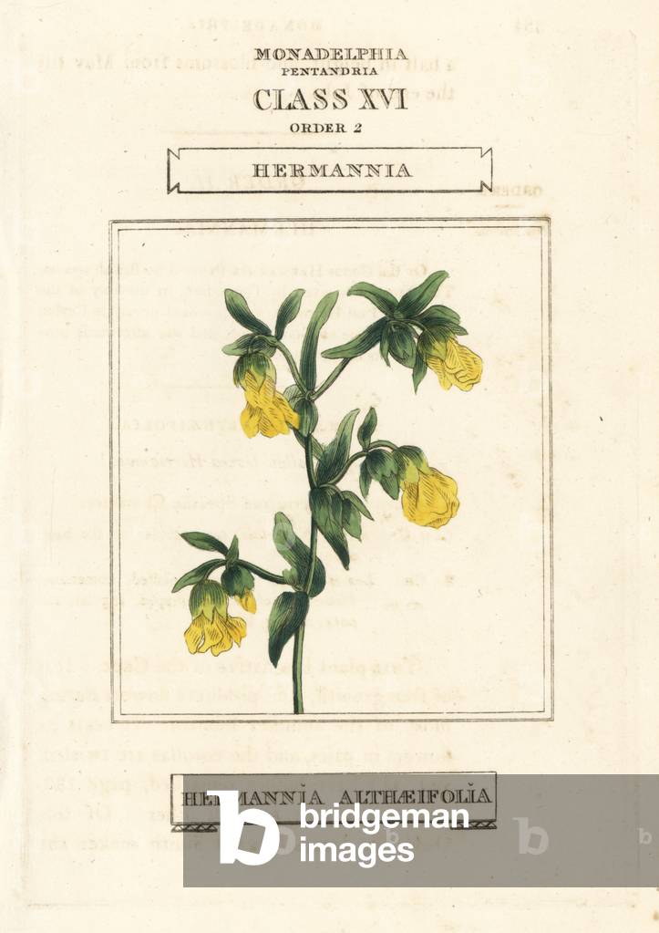 Hermannia, Hermannia althaeifolia. Handcoloured copperplate engraving after an illustration by Richard Duppa from his The Claves and Orders of the Linnaean System of Botany, Longman, Hurst, London, 1816.