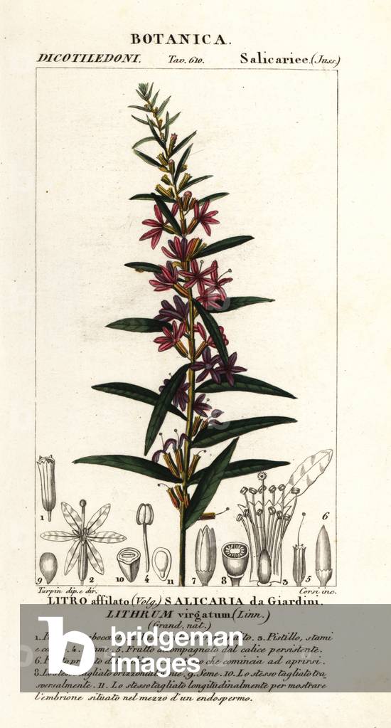 European wand loosestrife, Lythrum virgatum