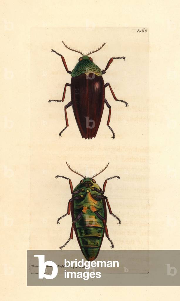 Coleoptere, Buprestis chrysis - Lithography by Richard Polydore Nodder (1774-1823) published in The Naturalist Miscellany, 1812