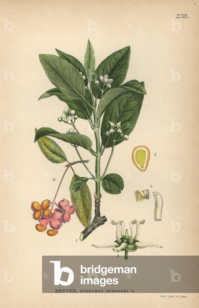 European spindle tree, Euonymus europaea
