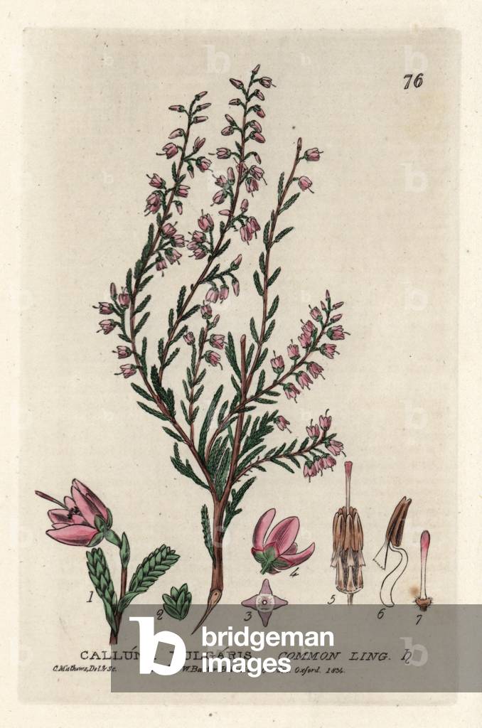 Common heather. Coloured copper engraving from a drawing by C. Mathews from William Baxter's book “English Botanical Phenomenes””, 1834. William Baxter (1788-1871) was the curator of the Oxford Botanical Garden from 1813 to 1854. Common heather or ling, Calluna vulgaris. Handcoloured copperplate engraving from a drawing by Charles Mathews from William Baxter's “” British Phaenogamous Botany”” 1834. Scotsman William Baxter (1788-1871) was the curator of the Oxford Botanic Garden from 1813 to 1854.