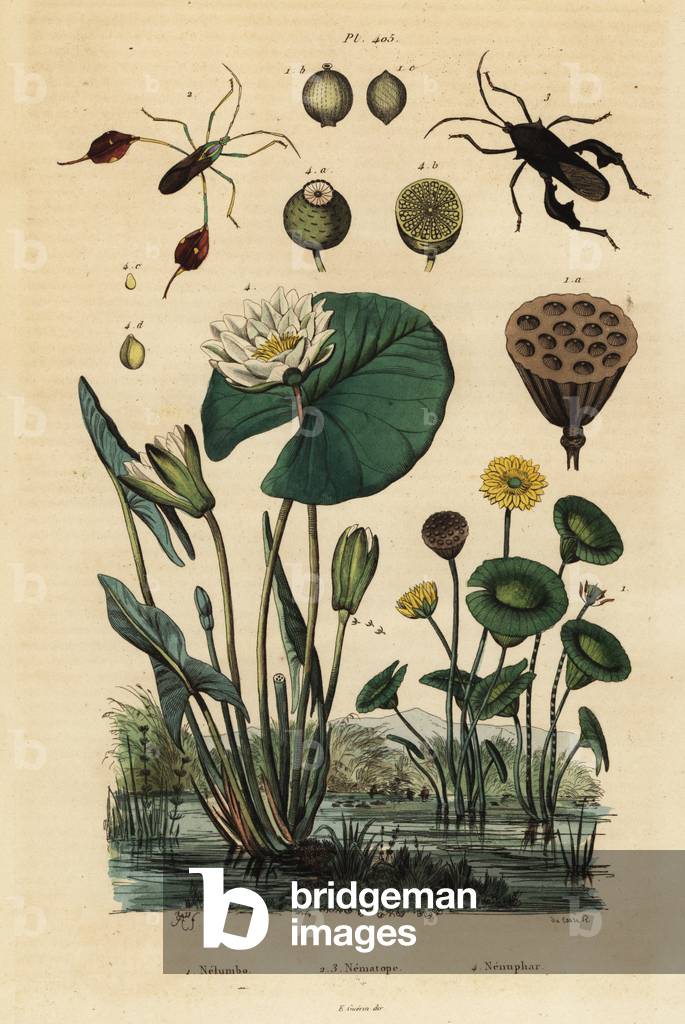 Yellow lotus, Nelumbo lutea 1, leaf-footed bugs, Anisoscelis foliaceus 2 and Anoplocnemis curvipes 3, and white water lily, Nymphaea alba 4