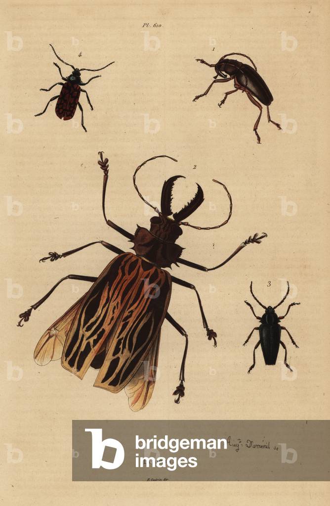Dorysthenes paradoxus 1, Macrodontia cervicornis, vulnerable 2, Elateropsis lineatus 3 and Prionus versicolor 4