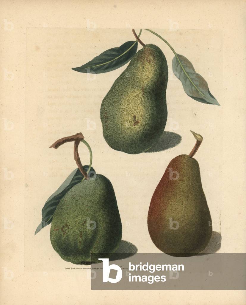 Image of Engraving depicting Pear varieties