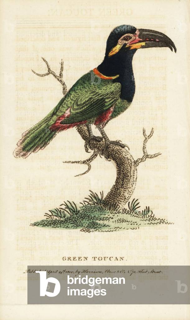 Guianan or Gould's toucanet, Selenidera piperivora. (Green toucan, Ramphastos piperivorus). Illustration copied from George Edwards. Handcoloured copperplate engraving from “” The Naturalist's Pocket Magazine,”” Harrison, London, 1800.