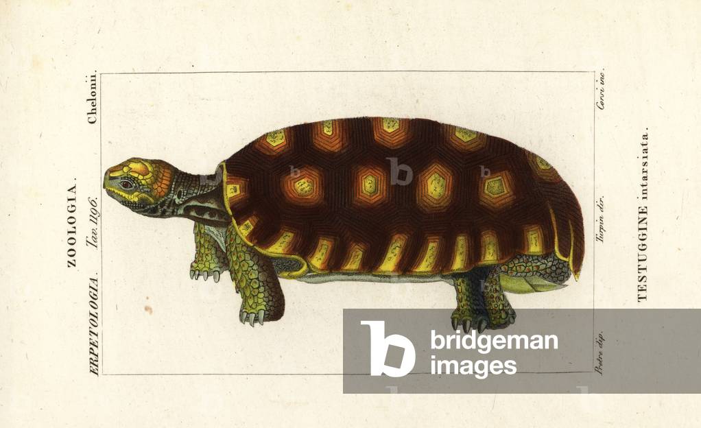 Yellow-footed tortoise or Brazilian giant tortoise, Chelonoidis denticulatus Testudo tabulata Testuginne intarsiata
