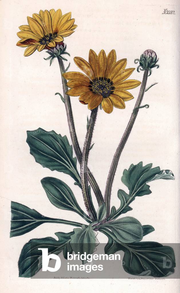 Variety of arctotis with yellow flowers. Copper engraving, painted by John Curtis and grave by Weddell, published in the “Curtis Botanical Magazine”, 1820, by Samuel Curtis, London, England.