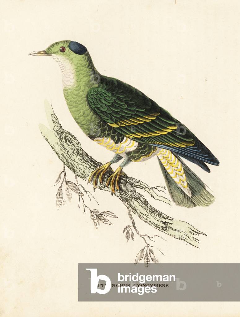 Blue and green turteline or Manasope, Ptilinopus cyanovirens. After an illustration by Edward Lear. Handcoloured lithograph from Georg Friedrich Treitschke's Gallery of Natural History, Naturhistorischer Bildersaal des Thierreiches, Liepzig, 1840.