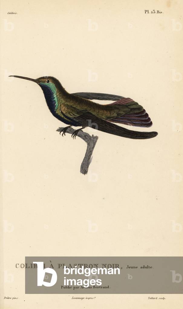 Black-throated mango, Anthracothorax nigricollis (Trochilus mango). Juvenile. Handcolored steel engraving by Coutant after an illustration by Jean-Gabriel Pretre from Rene Primevere Lesson's Natural History of the Colibri Genus of Hummingbirds.