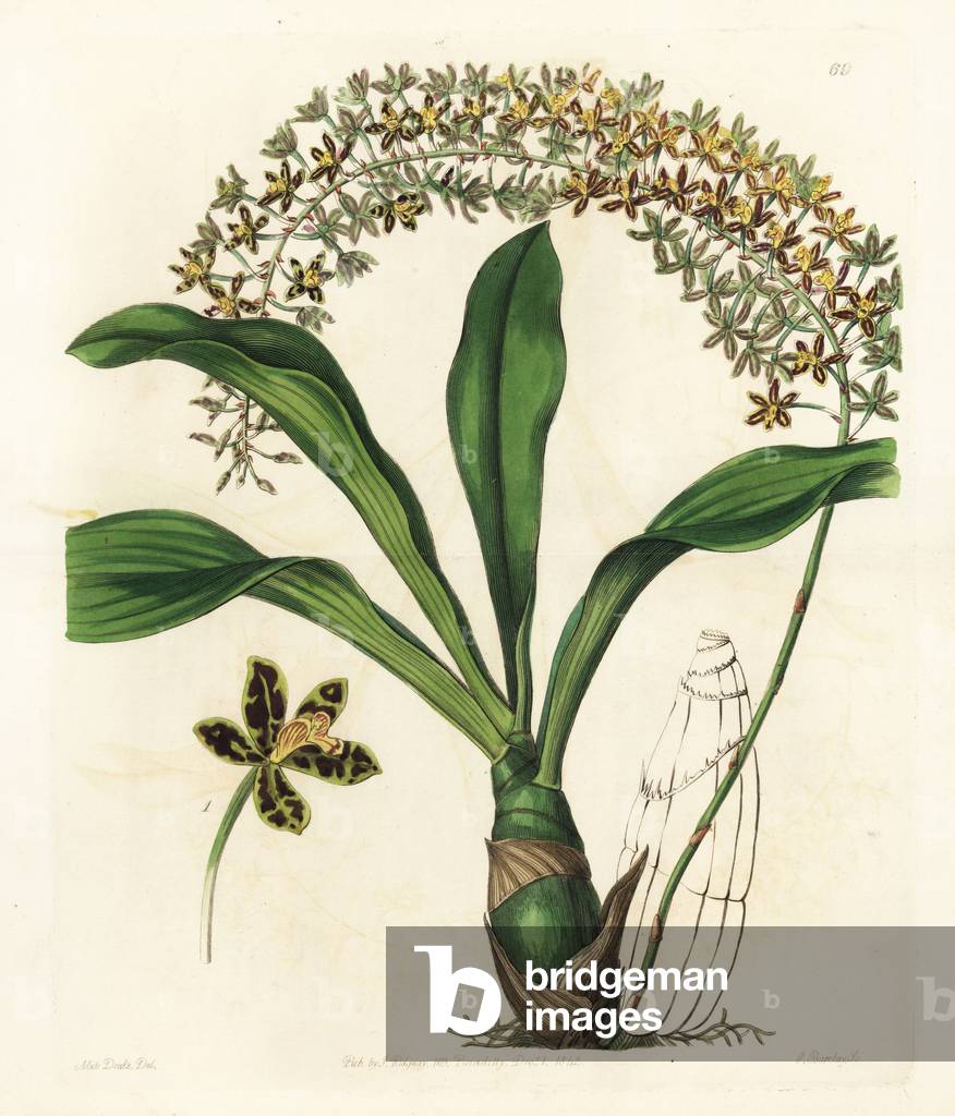 Asian epiphytic orchid variete - Tiger-spotted letter-leaf orchid, Grammatophyllum multiflorum var. tigrinum. Handcoloured copperplate engraving by George Barclay after an illustration by Miss Sarah Drake from Edwards' Botanical Register, edited by John Lindley, London: Ridgeway, 1842.