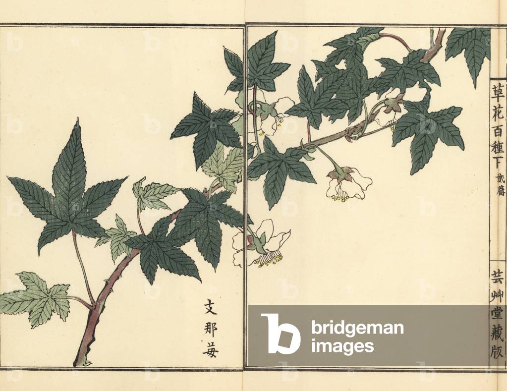 Shina ichigo or Korean strawberry, Fragaria ananassa (strawberry pineapple). Handcoloured woodblock print by Kono Bairei from Kusa Bana Hyakushu (One Hundred Varieties of Flowers), Tokyo, Yamada, 1901.