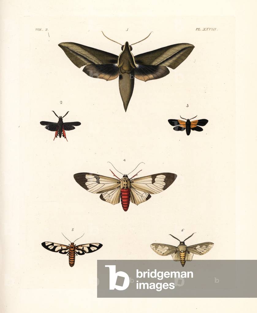 There is clotho moth 1, Melittia tibialis 2, black and yellow lichen moth, Lycomorpha pholus 3, Amerila astreas 4, tiger-striped clearwing moth, Amata polymita 5, and Castrica phalaenoides 6. Handcoloured lithograph from John O. Westwood's new edition of Dru Drury's “” Illustrations of Exotic Entomology,”” Bohn, London, 1837.