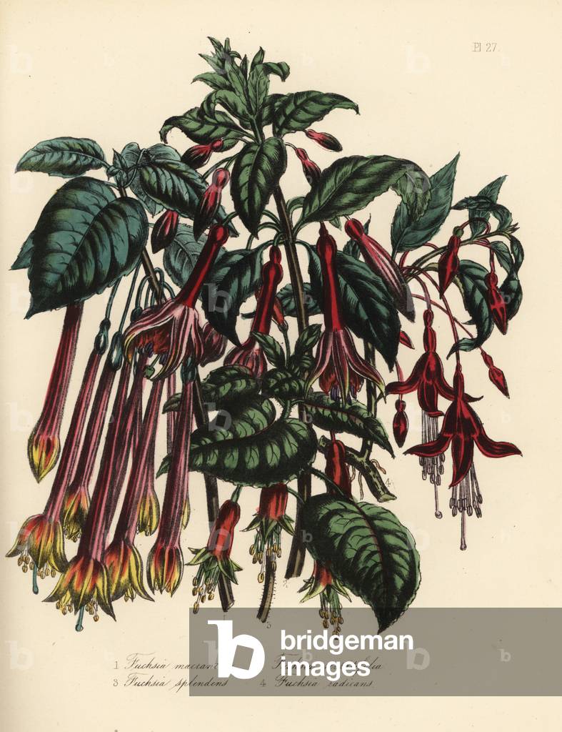 Long-flowered fuchsia, Fuchsia macrantha, serrated-leaved, Fuchsia serratifolia, splendid, Fuchsia splendens, and rooting fuchsia, Fuchsia radicans. Handfinished chromolithograph by Henry Noel Humphreys after an illustration by Jane Loudon from Mrs. Jane Loudon's Ladies Flower Garden or Ornamental Greenhouse Plants.