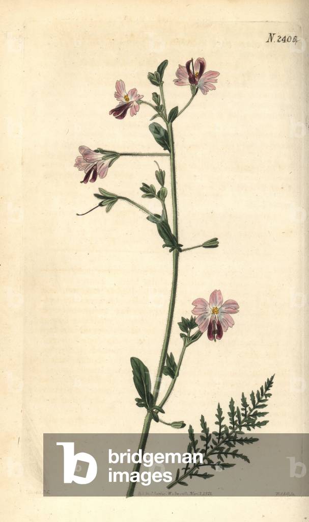 Poor-Man's orchid or wing-leaved schizanthus. Handcoloured copperplate engraving by Weddell after a botanical illustration by John Curtis from William Curtis' Botanical Magazine, Samuel Curtis, London, 1823.