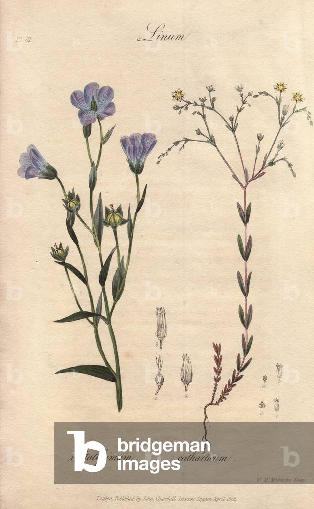 Flaxseed (Linum usitatissimum) and purgative flax (Linum cathartium) - Strong water by William Clarke to illustrate “” Medical Botanical, Description of the Medicinal Plants of London, Edinburgh, and Dublin” by John Stephenson and James Morss Churchill, published in London by John Churchill in 1831