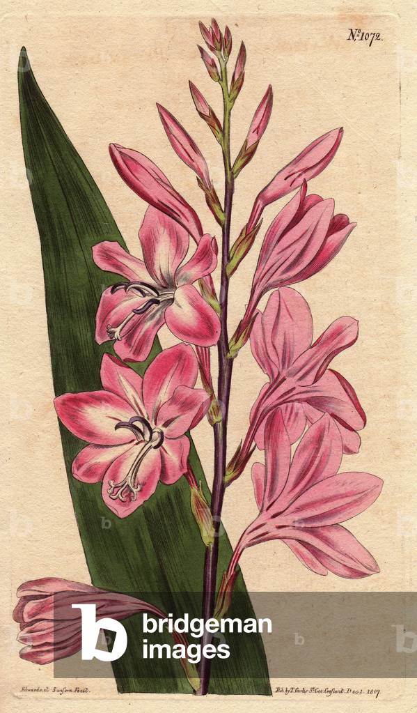 Dwarf glaieul, has pink and white flowers, native to South Africa. Pyramidal watsonia (dwarf gladiolus) with pink and white flowers, native to South Africa. Gladiolus pyramidatus (Watsonia rosea).