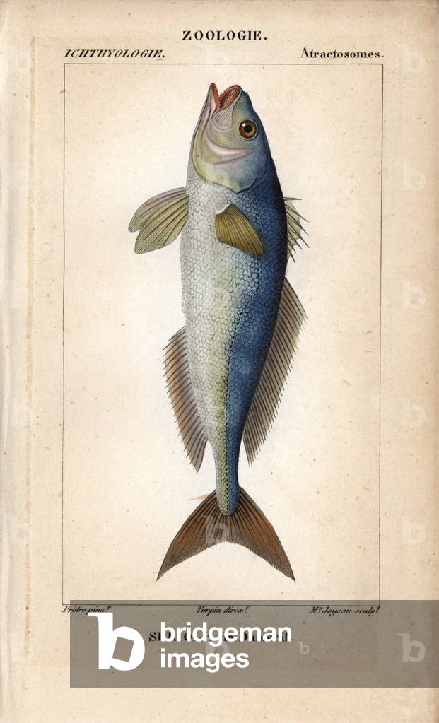 Greater amberjack, dumeril seriole, Seriola dumerili. Handcoloured copperplate stipple engraving from Jussieu's “” Dictionary of Natural Sciences”” 1816-1830. The volumes on fish and reptiles were edited by Hippolyte Cloquet, natural historian and doctor of medicine. Illustration by J.G. Pretre, engraved by Madame Joyeau, directed by Turpin, and published by F. G. Levrault.