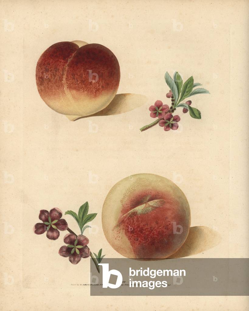 Image of Engraving depicting Peach varieties