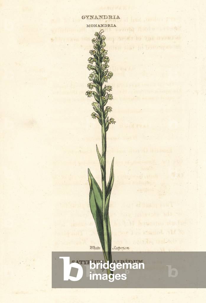 White satyrion orchid, Pseudorchis albida (Satyrium albidum). Handcoloured copperplate engraving after an illustration by Richard Duppa from his The Clases and Orders of the Linnaean System of Botany, Longman, Hurst, London, 1816.