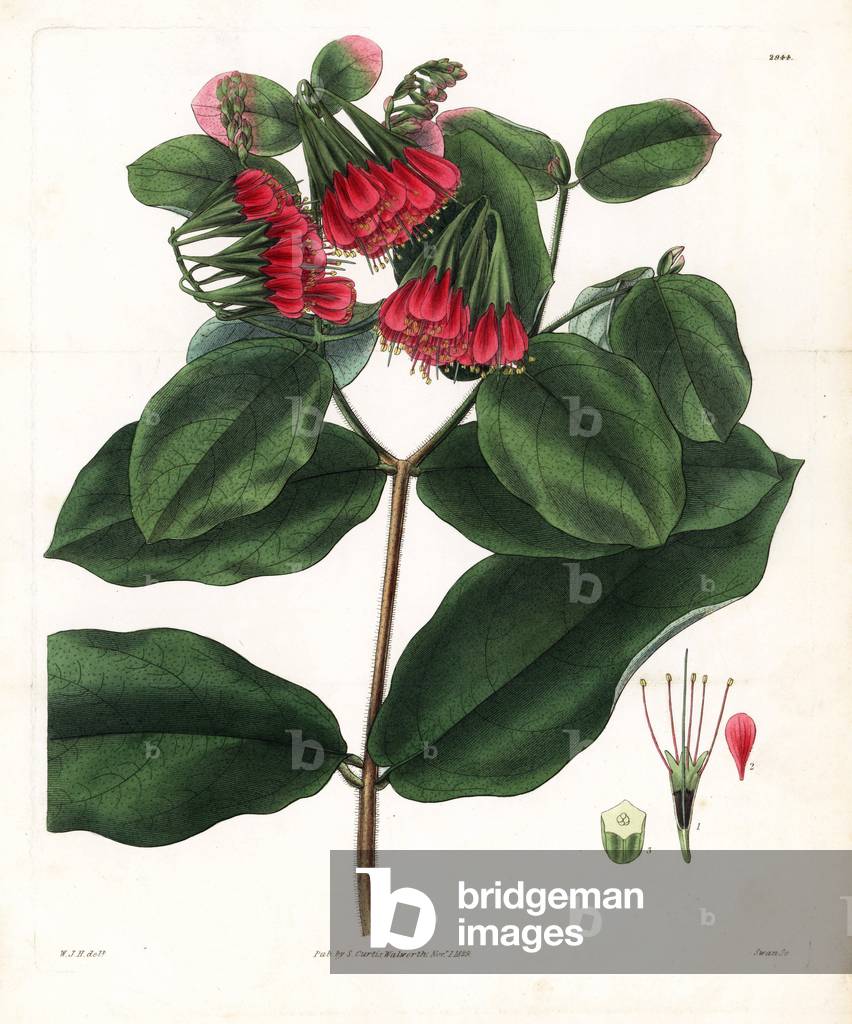 Large-flowered bushwillow, Combretum grandiflorum. Handcoloured copperplate engraving by Swan after an illustration by William Jackson Hooker from Samuel Curtis's “” Botanical Magazine,”” London, 1829.