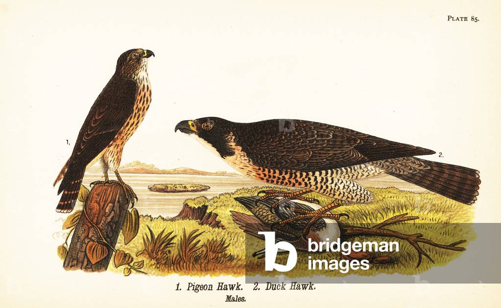 Merlin, Falco columbarius 1, and peregrine falcon with duck, Falco peregrinus 2