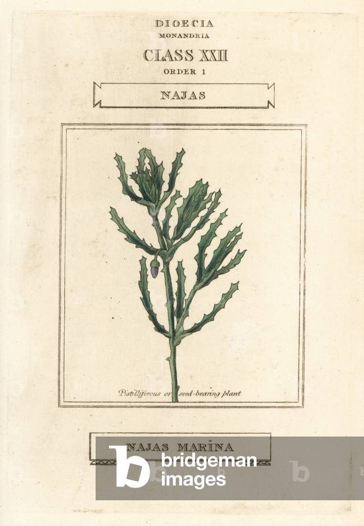 Spiny naiad, Najas marina (naiade marine) Handcoloured copperplate engraving after an illustration by Richard Duppa from his The Clours and Orders of the Linnaean System of Botany, Longman, Hurst, London, 1816.