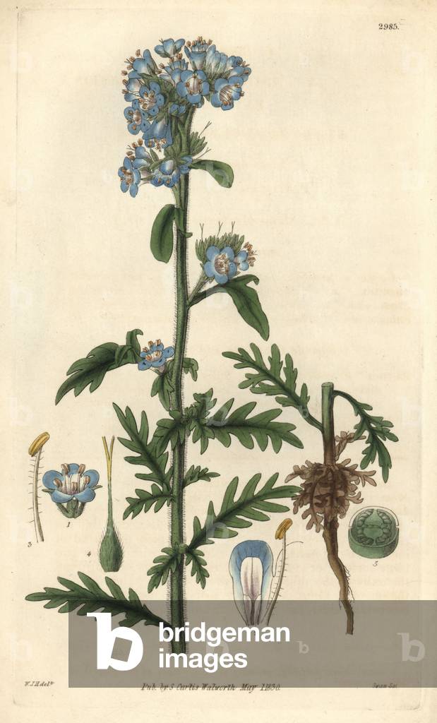 Franklin's Phacelie (Eutoca franklinii) - Illustration by William Jackson Hooper (1785-1865), engraving by Swan, for the botanical magazine of William Curtis, 1829