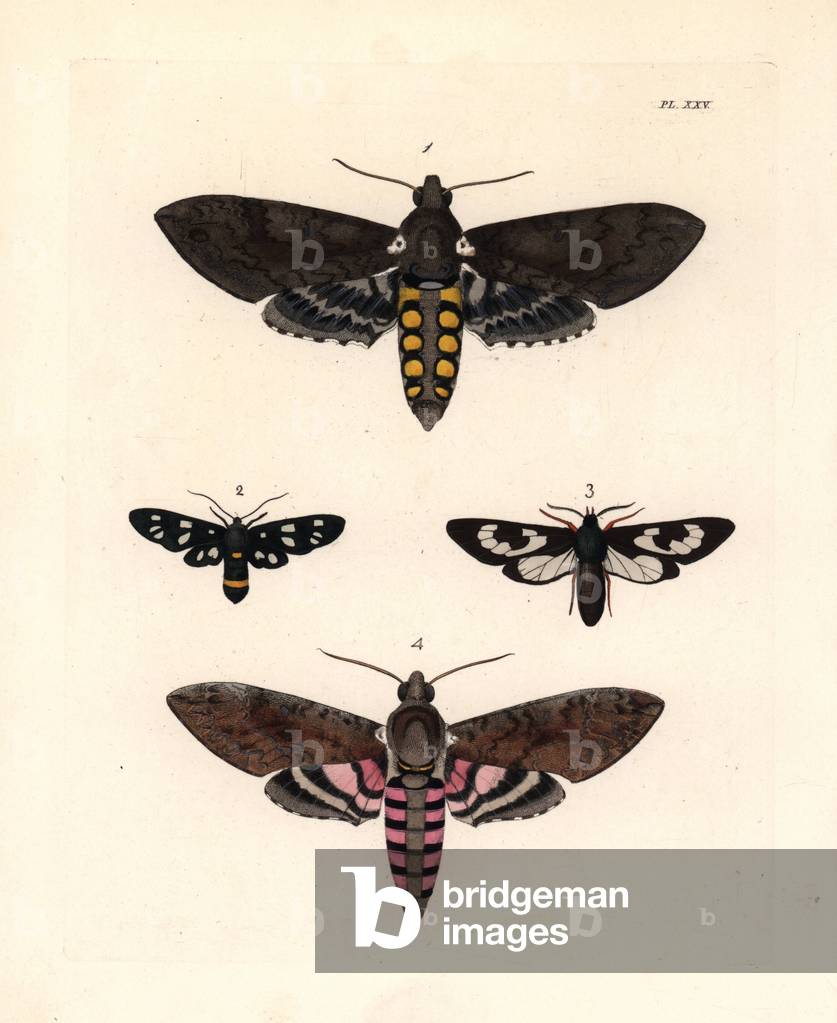 Tobacco hornworm, Manduca sexta 1, nine-spotted moth, Amata phegea 2, Cosmosoma fenestrata 3, and pink-spotted hawkmoth or sweetpotato hornworm, Agrius cingulata, 4. Handcoloured lithograph from John O. Westwood's new edition of Dru Drury's “” Illustrations of Exotic Entomology,”” Bohn, London, 1837.