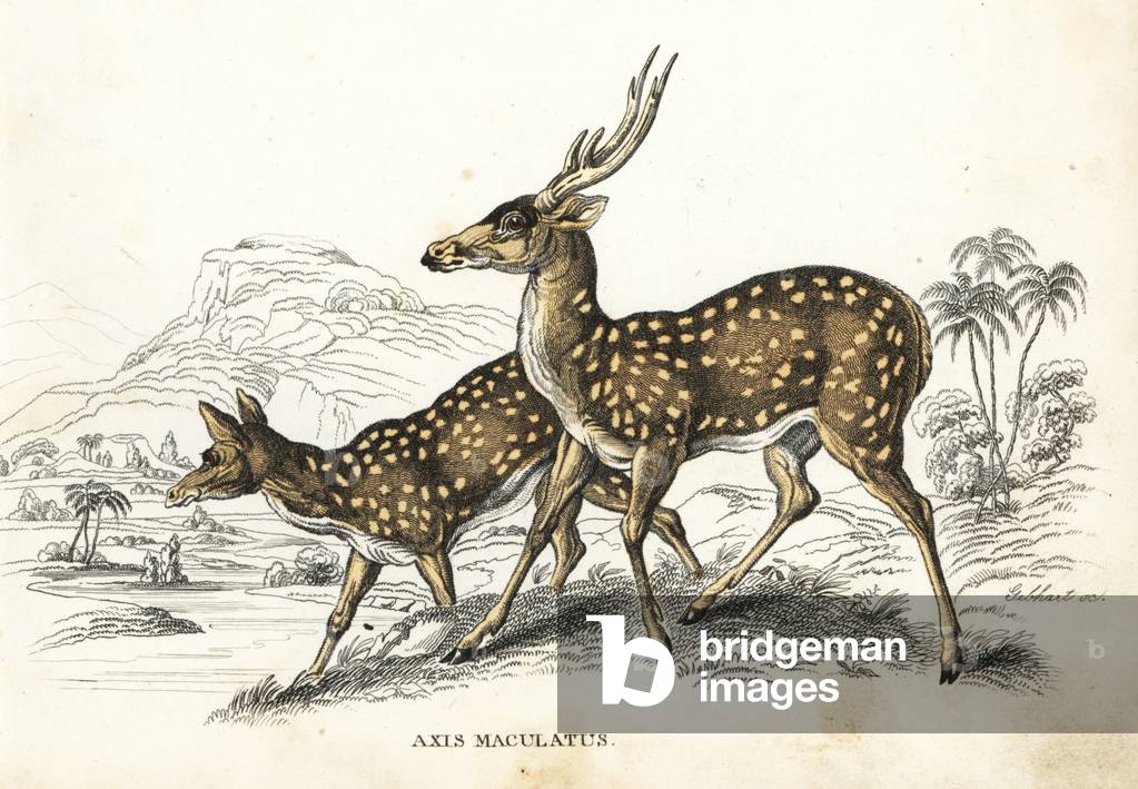 Chital or cheetal, Axis axis (Spotted deer, Axis maculatus). Handcoloured lithograph by Gebhart from Georg Friedrich Treitschke's Gallery of Natural History, Naturhistorischer Bildersaal des Thierreiches, Liepzig-1842.