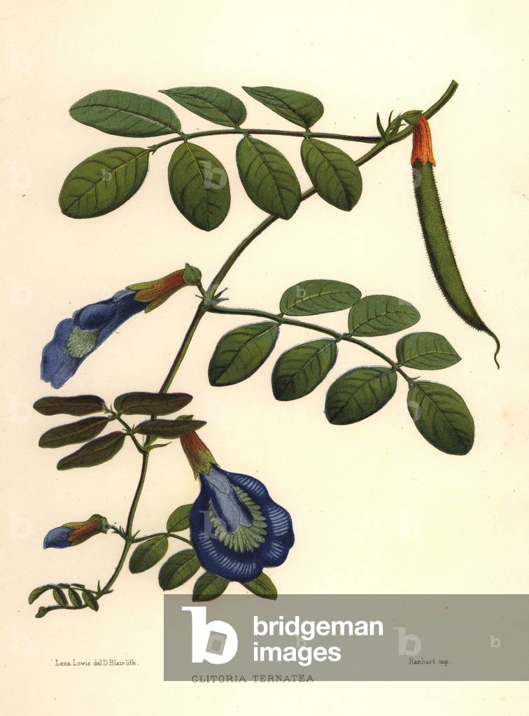 Asian pigeonwings, butterfly pea or Darwin pea, Clitoria ternatea