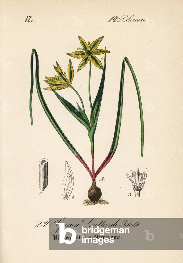 Gagee de Liottard - Gagea liottardi. Handcoloured lithograph from Diederich von Schlechtendal's German Flora (Flora von Deutschland), Jena, 1871.