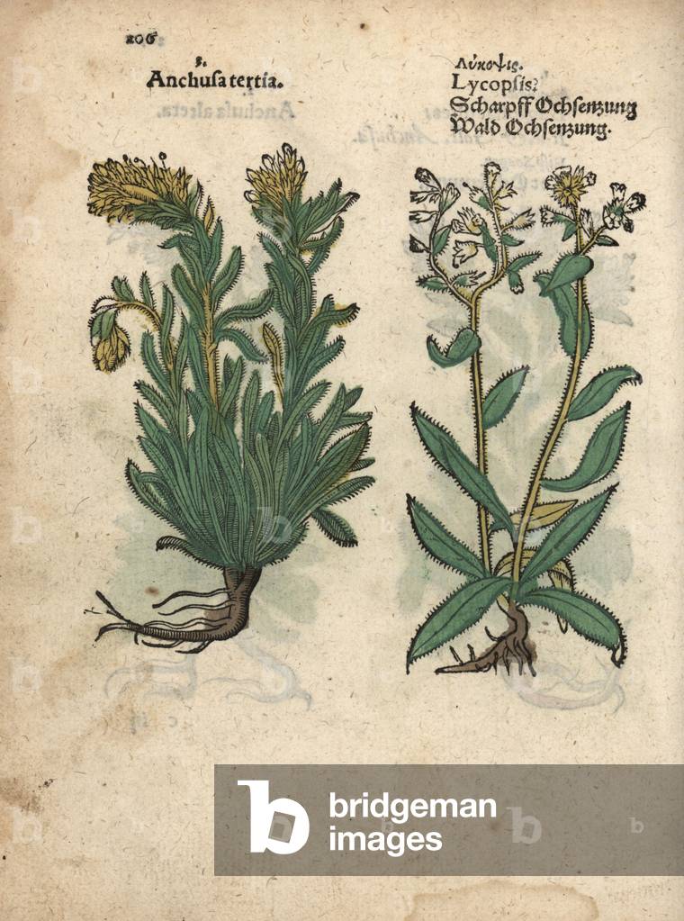 Species of yellow bugloss, Anchusa officinalis, and small bugloss. Handcoloured woodblock engraving of a botanical illustration from Adam Lonicer's Krauterbuch, or Herbal, Frankfurt, 1557. This from a 17th century pirate edition or atlas of illustrations only, with captions in Latin, Greek, French, Italian, German, and in English manuscript.