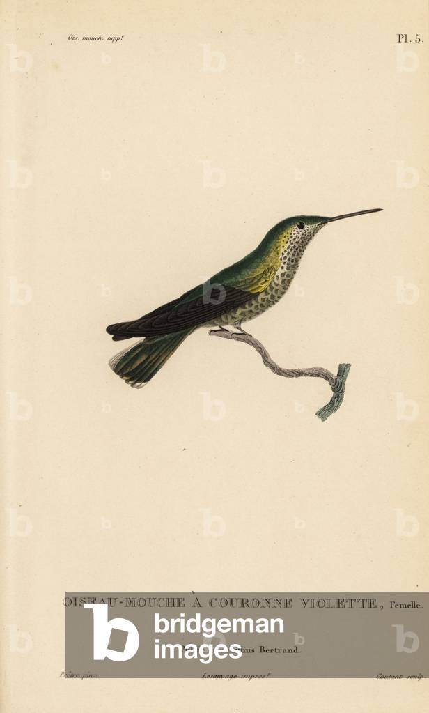Purple-crowned hummingbird, Amazilia violiceps, female. (Violet crown fly bird, Ornismya sephanioides). Handcolored steel engraving by Coutant after an illustration by Jean-Gabriel Pretre from Rene Primevere Lesson's Natural History of the Colibri Genus of Hummingbirds.