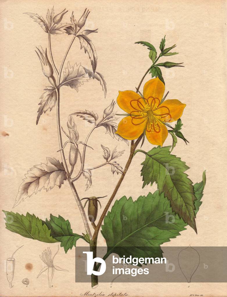 Specimen of Mentzelia stipitata 34. Illustration by Priscilla Bury, in The Botanist, series by Benjamin Maund in five volumes, published between 1836 and 1842. This work is renowned for its finely detailed engravings.