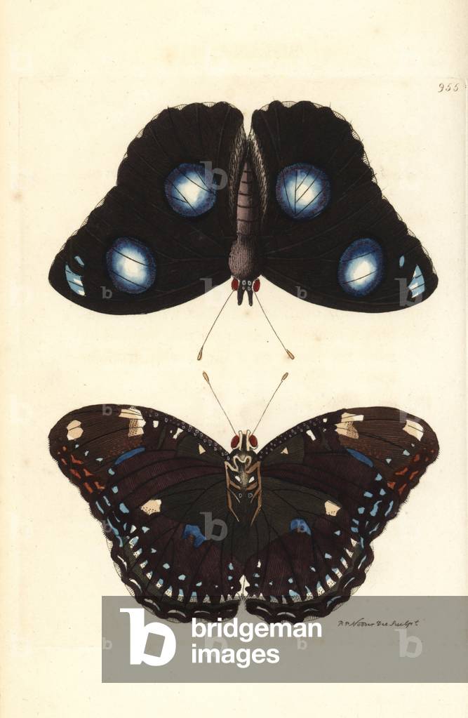 Great eggfly butterfly, Hypolimnas bolina (Bolina var.? Papilio bolina), male, ventral and dorsal. Illustration drawn and engraved by Richard Polydore Nodder. Handcoloured copperplate engraving from George Shaw and Frederick Nodder's “” The Naturalist's Miscellany,”” London, 1810.