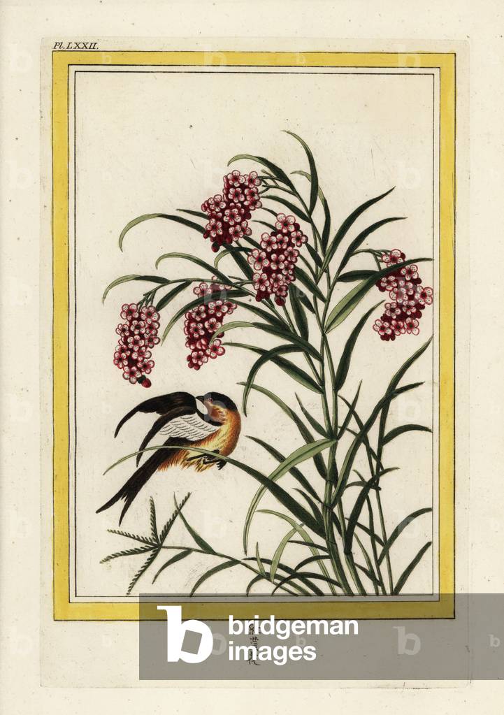 Persicary of China has quackgrass leaves. Chinese knotweed, Persicaria species. Handcoloured etching from Pierre Joseph Buchoz 'Precious and illuminated collection of the most beautiful and curious flowers, grown both in the gardens of China and in those of Europe, Paris, 1776.
