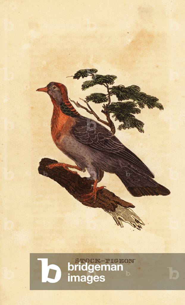 Stock dove, Columba oenas