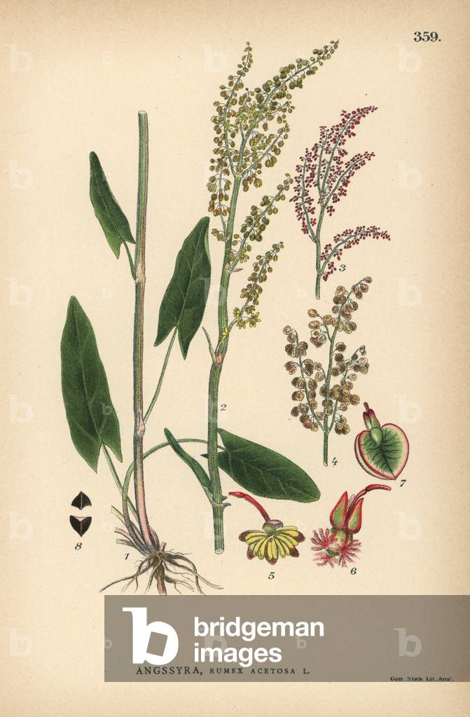 Sheep's sorrel, Rumex acetosella