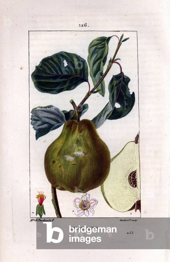 Botanical board: quince tree, Pyrus oblonga, showing fruit, blossom, leaves, branch and section of fruit. Handcoloured stipple copperplate engraving by Lambert Junior from a drawing by Madame Panckoucke from Chaumeton, Poiret et Chamberet's “” La Flore Medicale,”” Paris, Panckoucke, 1830.