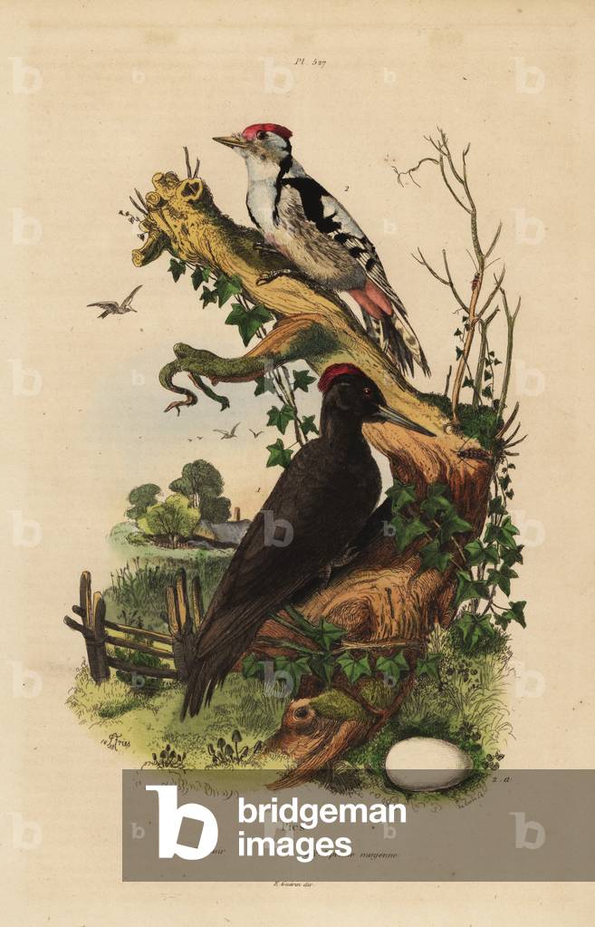 Black woodpecker, Dryocopus martius, and great spotted woodpecker, Dendrocopos major