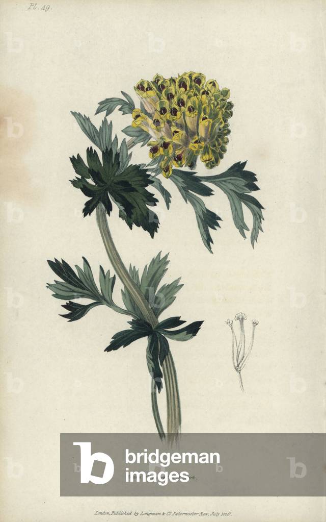 Siberian corydalis, Corydalis nobilis. Handcoloured botanical illustration drawn and engraved by William Clark