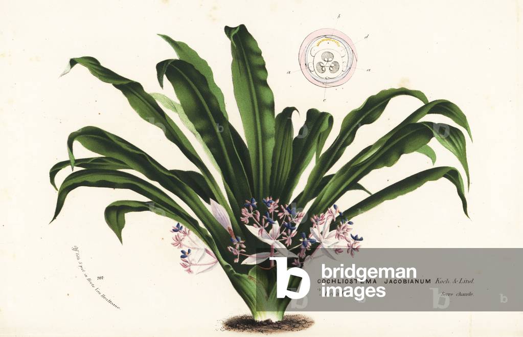 Cochliostema odoratissimum (Cochliostema jacobianum). Foliage plant from Ecuador. Handcoloured lithograph from Louis van Houtte and Charles Lemaire's Flowers of the Gardens and Hothouses of Europe, Flore des Serres et des Jardins de l'Europe, Ghent, Belgium, 1870.