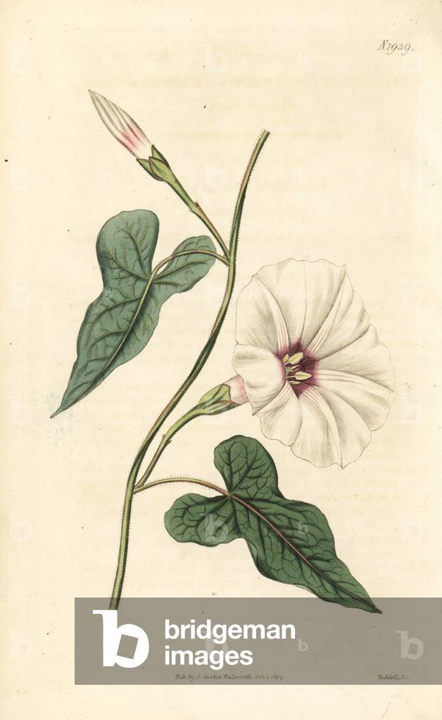 Ipomee vine wild potato - Wild potato vine, manroot Ipomoea pandurata (Fiddle-leaved bindweed, Convolvulus panduratus). Handcoloured botanical engraving from John Sims' Curtis's Botanical Magazine, Couchman, London, 1817.
